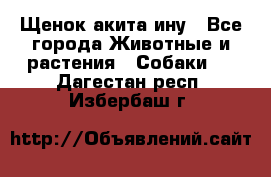 Щенок акита ину - Все города Животные и растения » Собаки   . Дагестан респ.,Избербаш г.